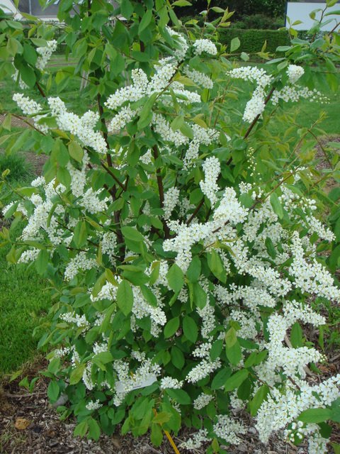 Prunus padus fleur P1D